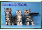 Шотландские и британские котята мраморных окрасов  из питомника Daryacats